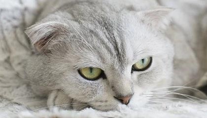 湖人关键时刻13连胜！41岁詹姆斯30+8+8无人能敌|勒布朗·詹姆斯|季后赛|微博|洛杉矶湖人队|勒布朗-詹姆斯_新浪体育_新浪新闻