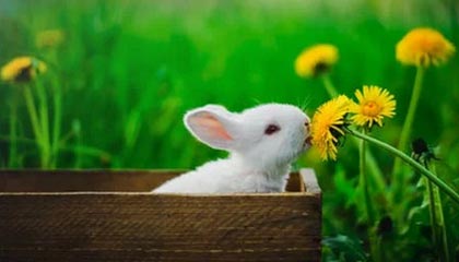 湖人关键时刻13连胜！41岁詹姆斯30+8+8无人能敌|勒布朗·詹姆斯|季后赛|微博|洛杉矶湖人队|勒布朗-詹姆斯_新浪体育_新浪新闻